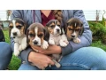 beagle-puppies-5-weeks-old-dallas-texas-small-1