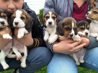 Beagle Puppies, 5 weeks old, Dallas (Texas)