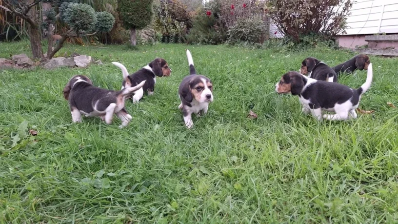 beagle-puppies-5-weeks-old-dallas-texas-big-3