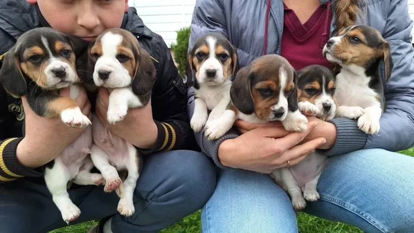 beagle-puppies-5-weeks-old-dallas-texas-big-0