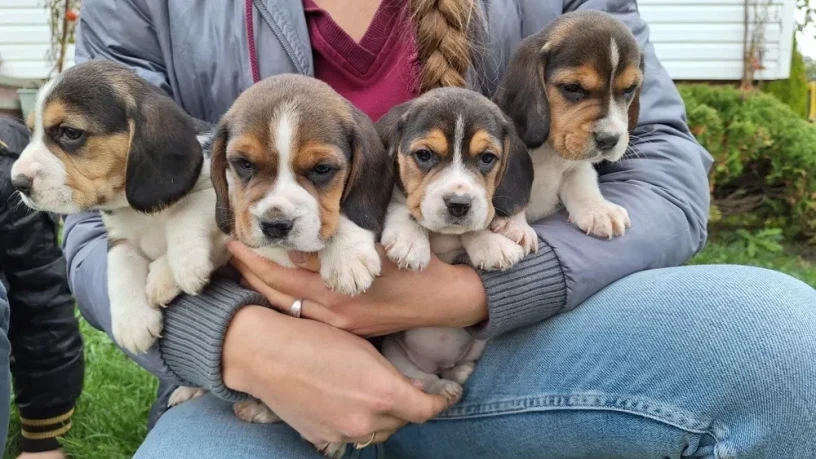 beagle-puppies-5-weeks-old-dallas-texas-big-2