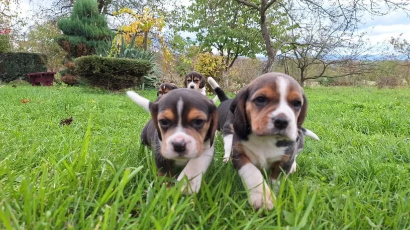 beagle-puppies-5-weeks-old-dallas-texas-big-4