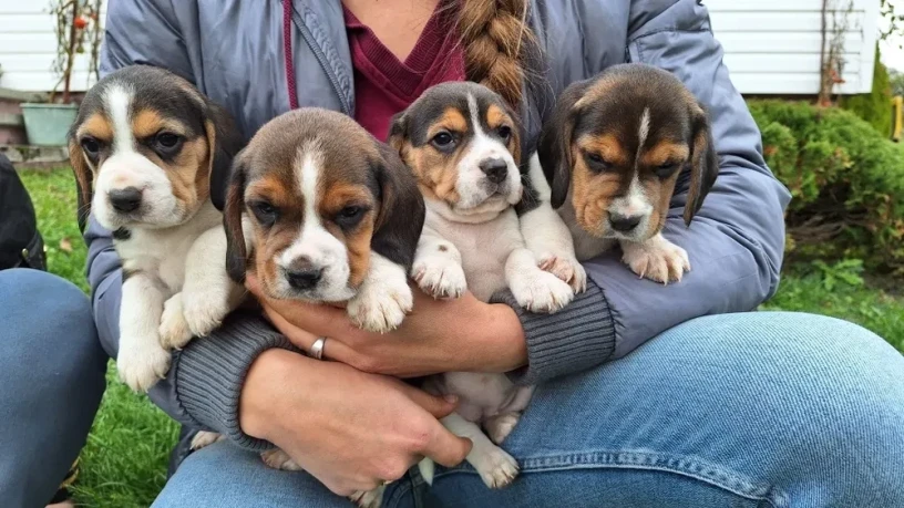 beagle-puppies-5-weeks-old-dallas-texas-big-1