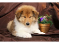 collie-puppies-6-weeks-old-atlanta-georgia-small-2