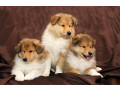 collie-puppies-6-weeks-old-atlanta-georgia-small-1