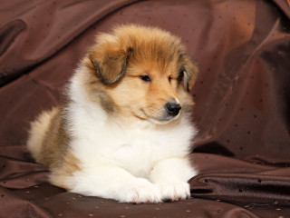 Collie puppies, 6 weeks old, Atlanta (Georgia)