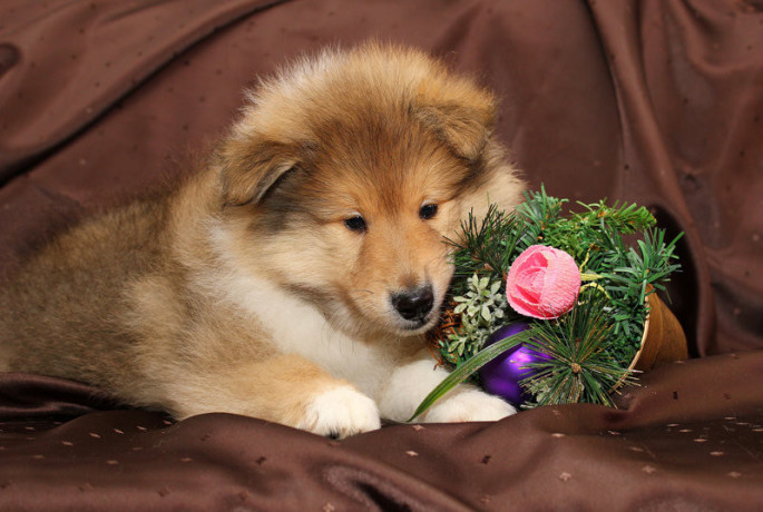 collie-puppies-6-weeks-old-atlanta-georgia-big-7