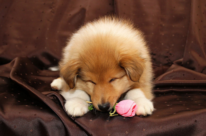 collie-puppies-6-weeks-old-atlanta-georgia-big-8