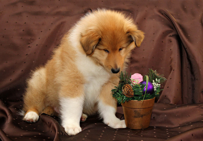 collie-puppies-6-weeks-old-atlanta-georgia-big-4