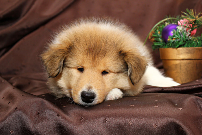 collie-puppies-6-weeks-old-atlanta-georgia-big-5