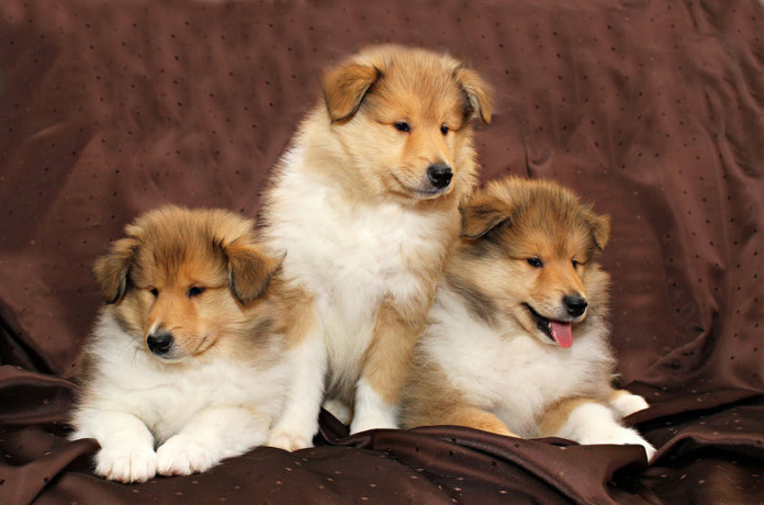 collie-puppies-6-weeks-old-atlanta-georgia-big-1