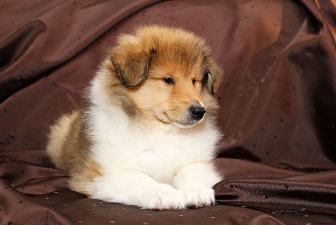 collie-puppies-6-weeks-old-atlanta-georgia-big-0