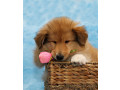 collie-puppies-8-weeks-old-san-jose-california-small-1