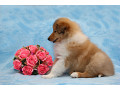 collie-puppies-8-weeks-old-san-jose-california-small-2