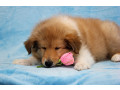 collie-puppies-8-weeks-old-san-jose-california-small-0