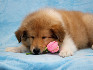 Collie puppies, 8 weeks old, San Jose, California