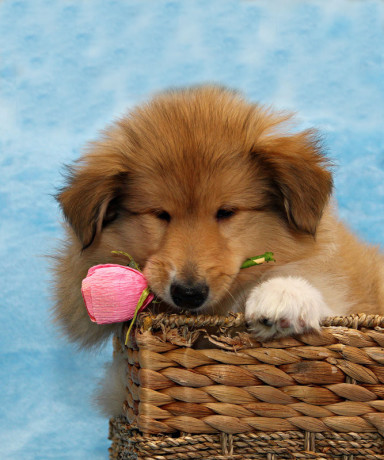 collie-puppies-8-weeks-old-san-jose-california-big-1