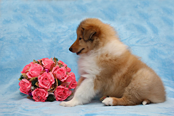 collie-puppies-8-weeks-old-san-jose-california-big-2