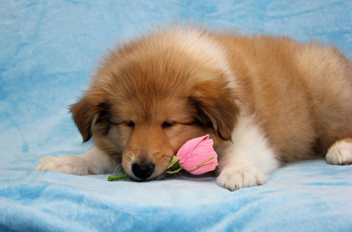 collie-puppies-8-weeks-old-san-jose-california-big-0