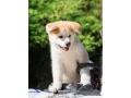 akita-puppies-portland-oregon-small-0