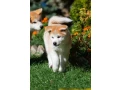 akita-puppies-portland-oregon-small-2