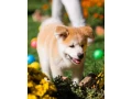 akita-puppies-portland-oregon-small-1