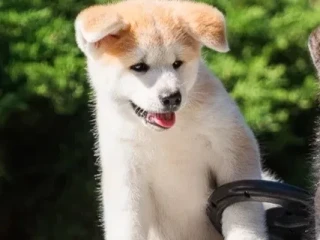 Akita puppies, Portland (Oregon)