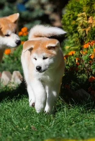 akita-puppies-portland-oregon-big-2