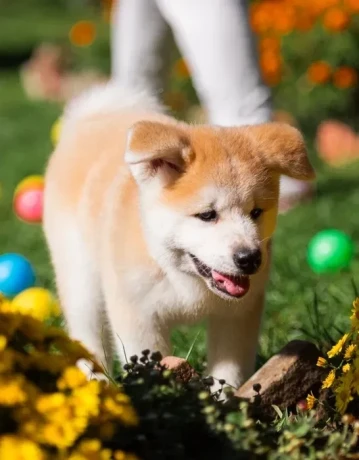 akita-puppies-portland-oregon-big-1