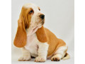 basset-hound-puppies-8-weeks-old-brooklyn-new-york-small-0