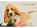 basset-hound-puppies-8-weeks-old-brooklyn-new-york-small-7