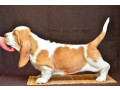 basset-hound-puppies-8-weeks-old-brooklyn-new-york-small-2