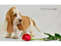 basset-hound-puppies-8-weeks-old-brooklyn-new-york-small-5