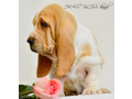 basset-hound-puppies-8-weeks-old-brooklyn-new-york-small-1