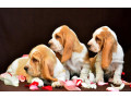 basset-hound-puppies-8-weeks-old-brooklyn-new-york-small-6