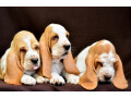 basset-hound-puppies-8-weeks-old-brooklyn-new-york-small-4