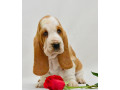 basset-hound-puppies-8-weeks-old-brooklyn-new-york-small-8