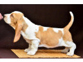 basset-hound-puppies-8-weeks-old-brooklyn-new-york-small-3