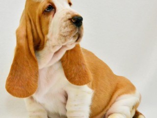 Basset Hound puppies, 8 weeks old, Brooklyn (New York)