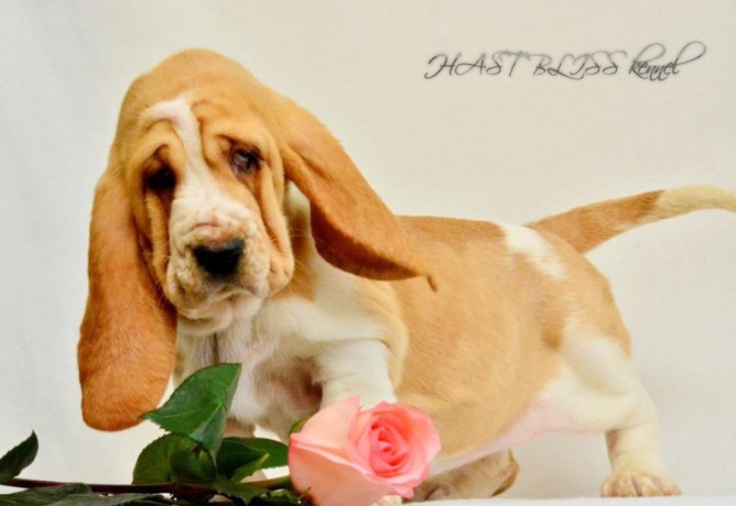 basset-hound-puppies-8-weeks-old-brooklyn-new-york-big-7