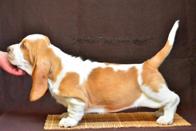 basset-hound-puppies-8-weeks-old-brooklyn-new-york-big-2