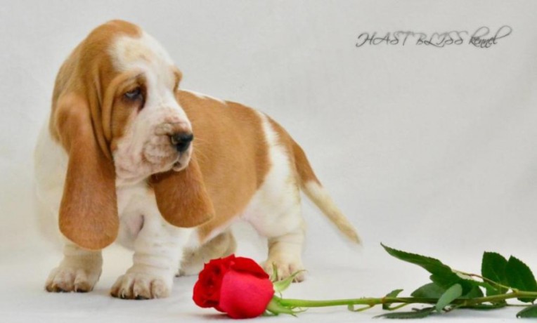 basset-hound-puppies-8-weeks-old-brooklyn-new-york-big-5