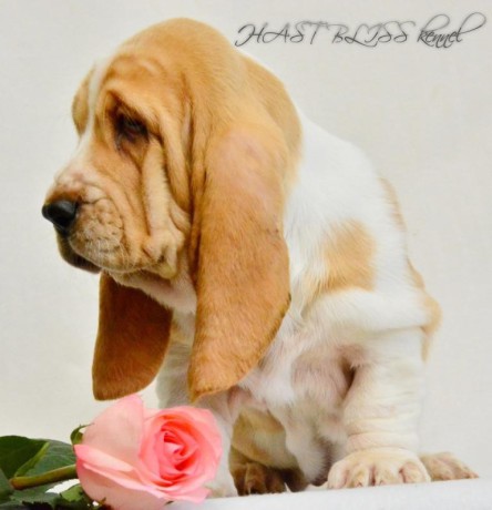 basset-hound-puppies-8-weeks-old-brooklyn-new-york-big-1