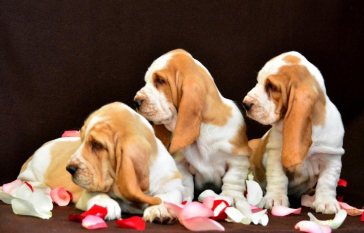 basset-hound-puppies-8-weeks-old-brooklyn-new-york-big-6