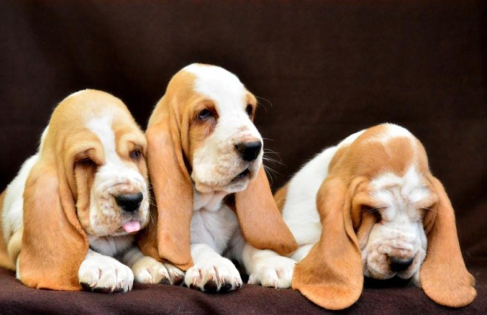 basset-hound-puppies-8-weeks-old-brooklyn-new-york-big-4