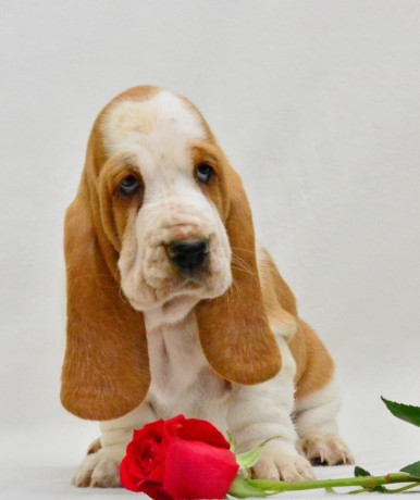 basset-hound-puppies-8-weeks-old-brooklyn-new-york-big-8