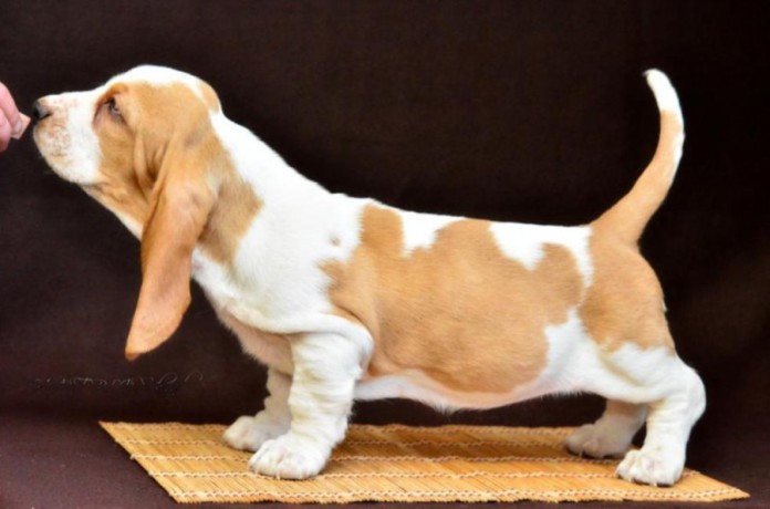 basset-hound-puppies-8-weeks-old-brooklyn-new-york-big-3