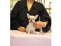 male-chihuahua-2-months-old-jacksonville-florida-small-0