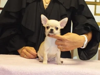 Male Chihuahua, 2 months old, Jacksonville, Florida