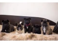 akita-puppies-9-weeks-old-dallas-texas-small-3